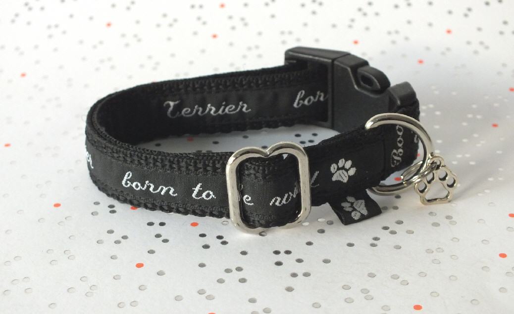 Terrier born to be wild