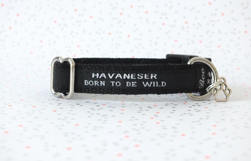 Havaneser Born to be Wild